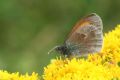 Coenonympha pamphilus